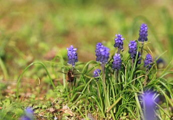 Blue Muscari flowers in a meadow in spring on a blurred background
