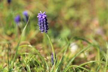 Blue Muscari flowers in a meadow in spring on a blurred background
