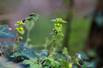 Yellow Lamium galeobdolon flowers in a meadow in spring on a blurred background

