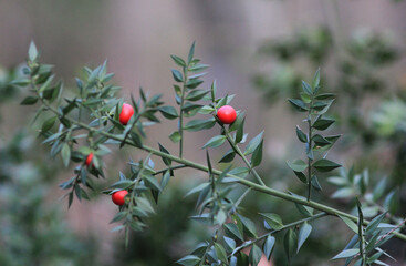 A branch with red berries and green Ruscus leaves in the forest
