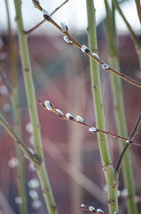 Willow twig