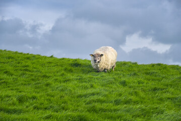 glückliches Schaf auf grüner Wiese in Irland