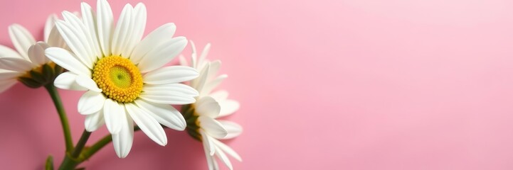 "Close up of daisy bouquet with birthday card on pink background", gift, petals, cheerful