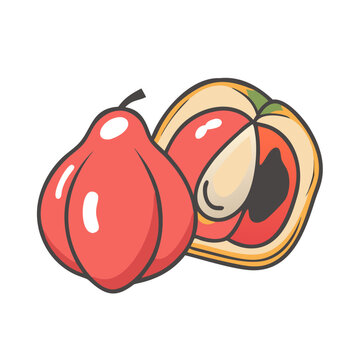 ackee fruit icon, ackee fruit vector illustration-simple illustration of ackee fruit, perfect for ackee fruit logos and icons