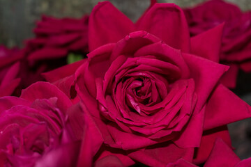 Bouquet of lush red roses. Floral background of red roses.