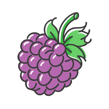 purple blackberry fruit with green leaves clip art preview