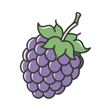 purple blackberry fruit green leaves clip art preview