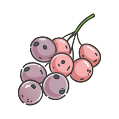 chokeberry fruit icon, chokeberry fruit vector illustration-simple illustration of chokeberry fruit, perfect for chokeberry fruit logos and icons