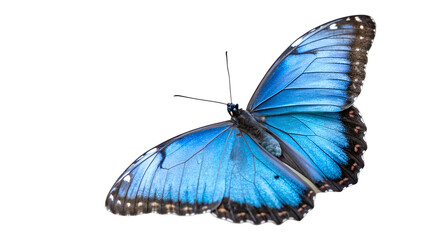 blue butterfly isolated on white