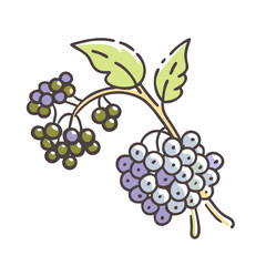 elderberry icon, elderberry vector illustration-simple illustration of elderberry, perfect for elderberry logos and icons