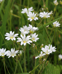 Cerastium arvense grows in the meadow among the grasses