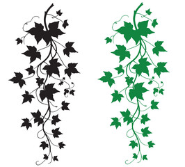 Lush Green Hanging Ivy Vine Plant Isolated On white Background vector, Green Ivy Vine A Beautiful Climbing Plant For Decoration, Silhouette ivy vine