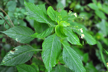 Impatiens parviflora grows in the wild