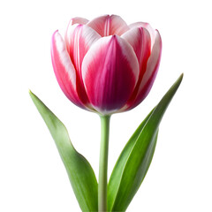 Naklejka premium Tulip flower isolated on transparent background 