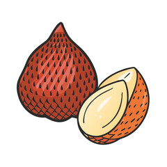 salak snake fruit icon, salak snake fruit vector illustration-simple illustration of salak snake fruit, perfect for salak snake fruit logos and icons