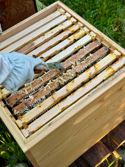 Beekeeper inspecting honeycomb frames inside a wooden hive during summer, wearing protective gloves and using a hive tool in sustainable, organic beekeeping practice.