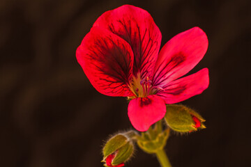 Pelargonium flower 16120