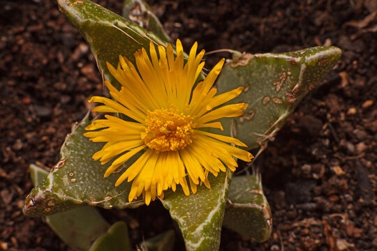 Tigers jaw (Tigrigna faucaria) flower16132