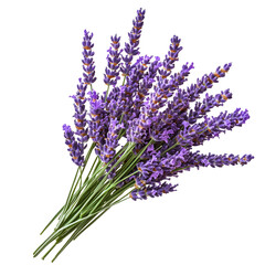 Fototapeta premium bunch of lavender isolated on transparent background cutout