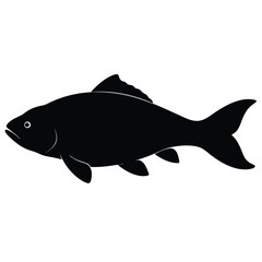 fish isolated on white background