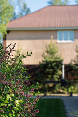 Close-up of blooming shrub with a blurred view of a residential house in the background. Concept of spring, gardening, and suburban tranquility