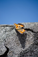 Fototapeta premium Butterfly