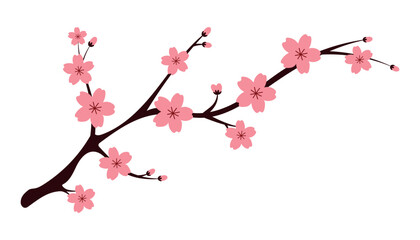 Sakura branch, minimalist cherry blossom with pink flowers on white background. Simple flat design for prints, textiles, wallpapers. Japanese pink flower vector illustration