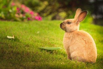 Rabbit in the grass