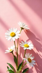 Obraz premium Elegant composition with chamomile flowers on a pink backdrop with soft sunlight, pink, backdrop, sunlight