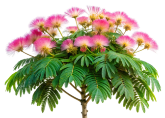 stunning mimosa tenuiflora tree with unique leaves white background .png