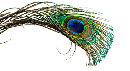 Obraz premium Close up of a vibrant peacock feather showcasing iridescent colors against a black background image