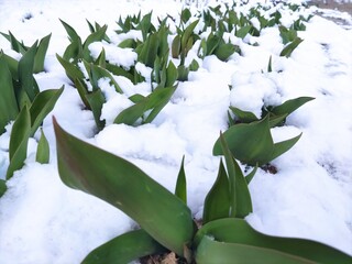 Tulips leaves covered with snow. Spring flowers growing under white snow cover. Photo of anomaly in nature. The unexpected return of winter.