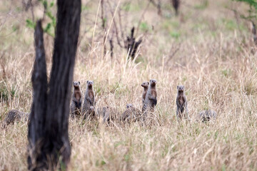 zebra mongoose  mungos mungo