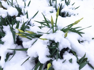 Daffodils covered with snow. Spring flower buds with green leaves under white snow cover. Photo of an anomaly in nature. The unexpected return of winter.