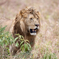 the king of the jungle, the lion