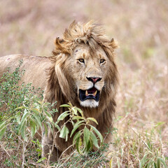 the king of the jungle, the lion