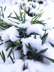 Daffodils covered with snow. Spring flower buds with green leaves under white snow cover. Photo of an anomaly in nature. The unexpected return of winter.