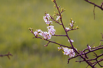 Baum, Busch, Blüte, Frühling, Natur
