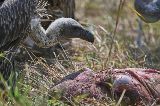 vulture eating a carcas