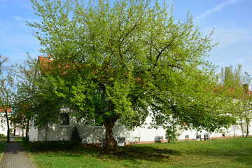 Baum, Eschenahorn, Baumrkrone, Natur, Himmel, Haus