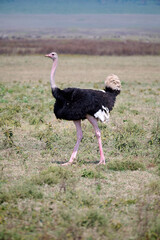 ostrich in the wild