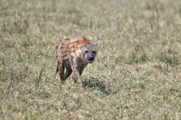 hyena in the grass
