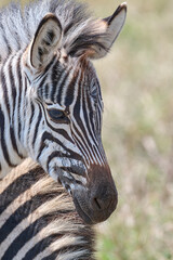 zebra close up
