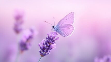 Naklejka premium Butterfly perched on lavender blossoms at sunset with a beautiful purple background
