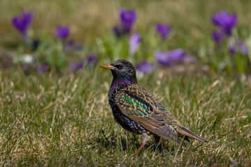 Starling bird with nice flowers on background