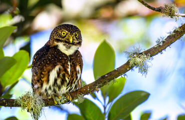 Pygmy owl portrait in foliage, Costa Rica