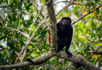 Howler Monkey