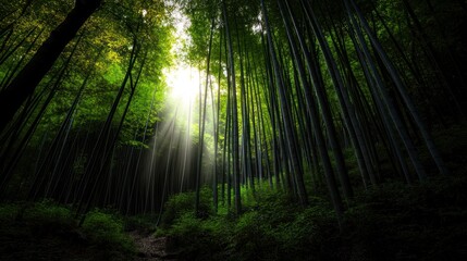 Obraz premium Sunbeams in a dense bamboo forest. Serenity, nature background, travel