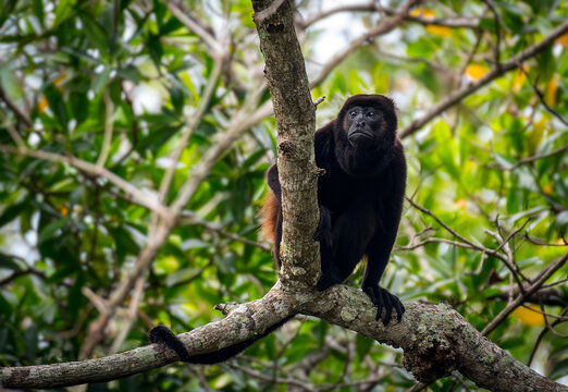 Howler Monkey