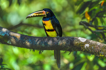 Toucan on branch, rainforest look